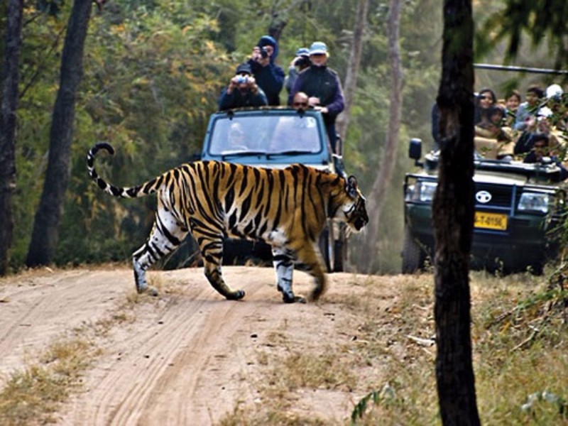 Dandeli Jungle safari